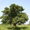Shea træet vokser vildt på savannen. Foto:Wikimedia Commons