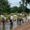 Dyr drikker også vand fra floden. Her er det en stor flok kvæg. Foto: Lotte Ærsøe