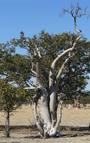 Moringa træ