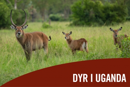 Dyr i Uganda