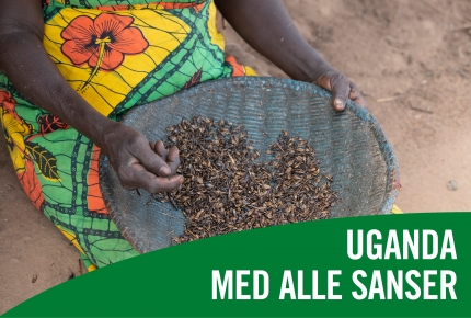 Uganda med alle sanser