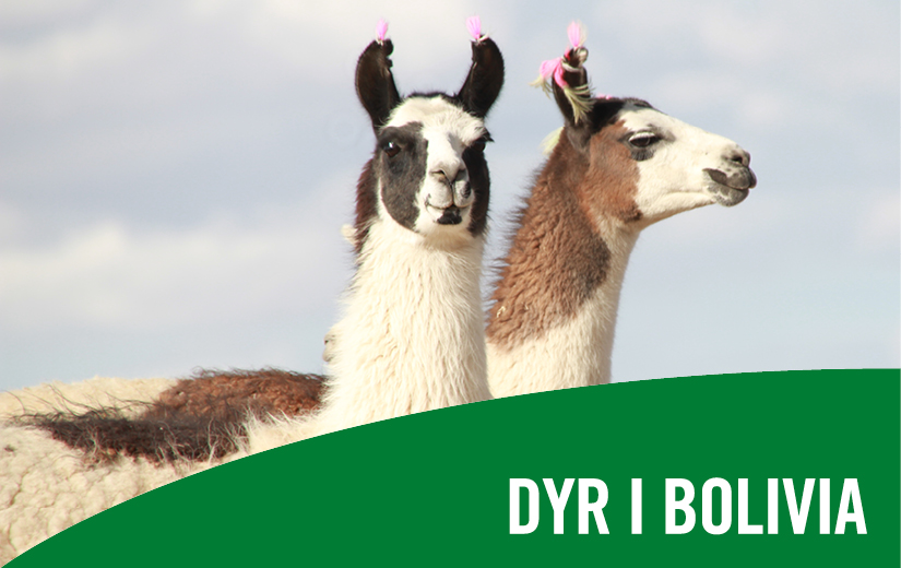 Dyr i Bolivia