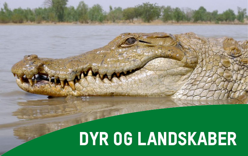 Dyr og landskaber