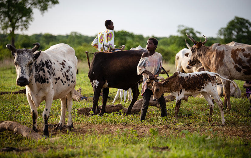 Børnearbejde i Ghana