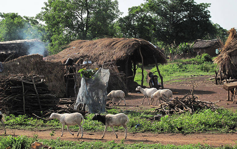Husdyr i Ghana