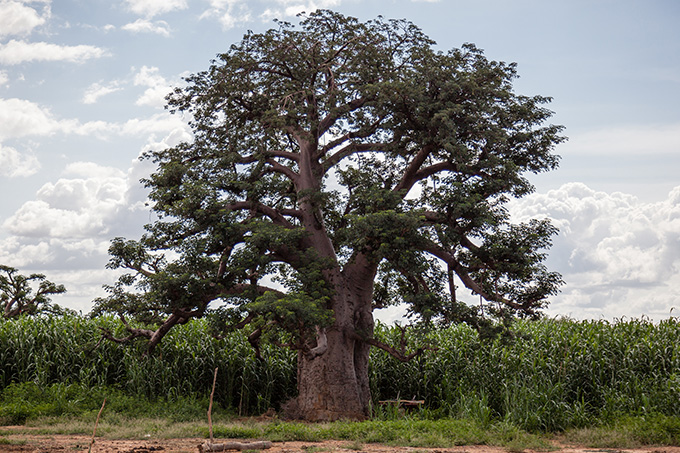 Baobabtræet