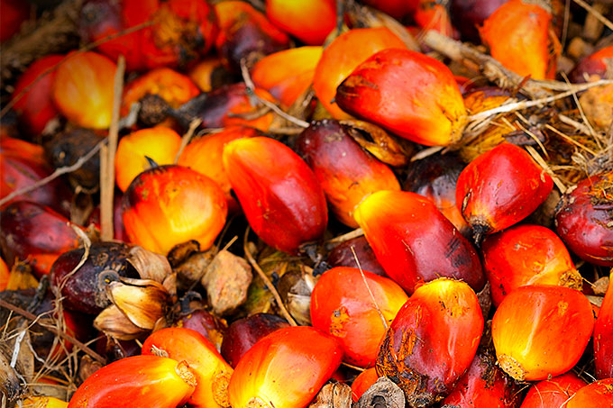 Colombias palmeolie