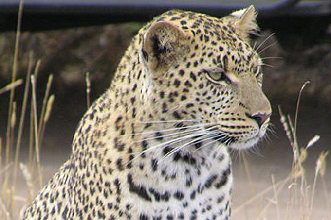 Leopardsamfundet - trin 4