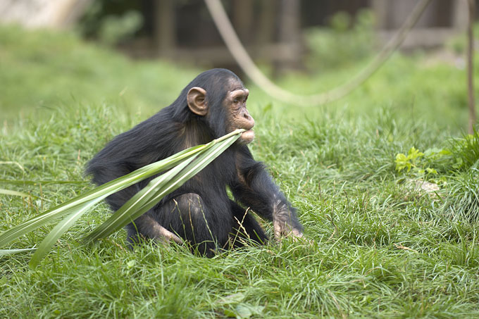 Chimpansen - trin 1