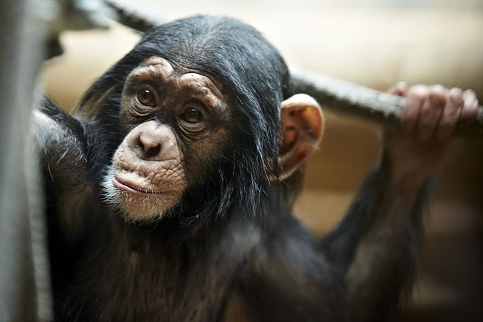 Chimpansen - trin 2