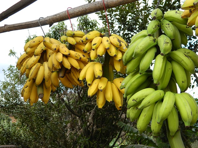 Stegte bananer