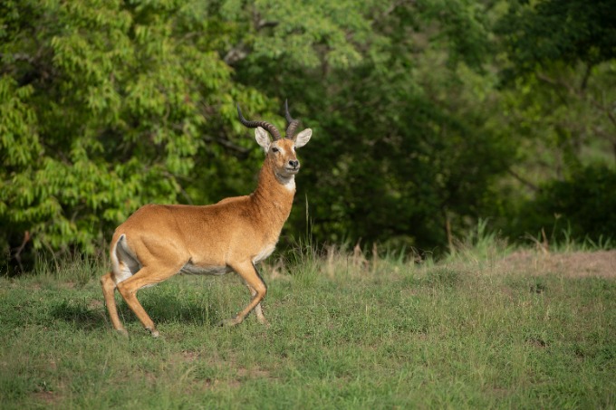 Impala