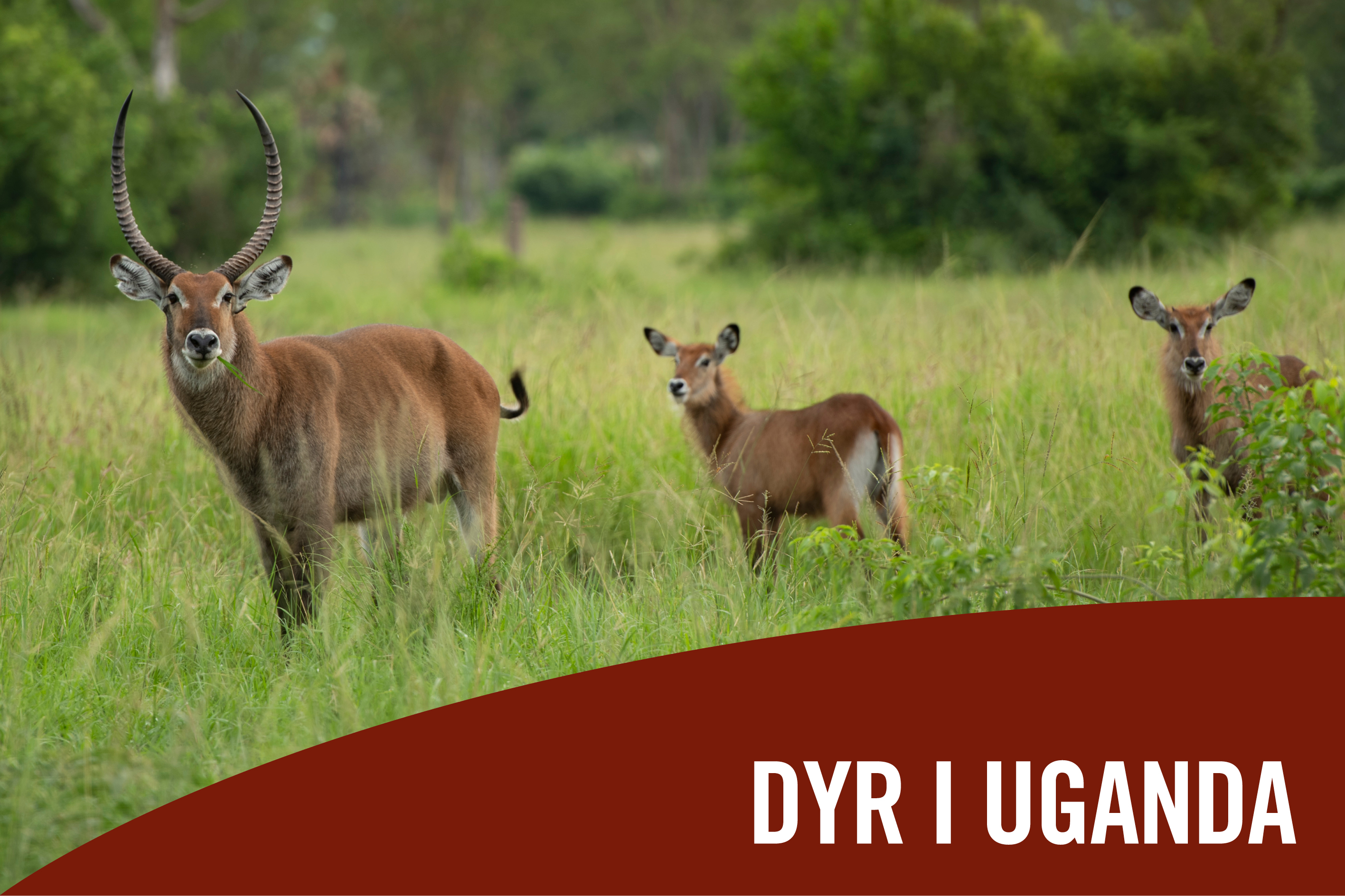 Dyr i Uganda