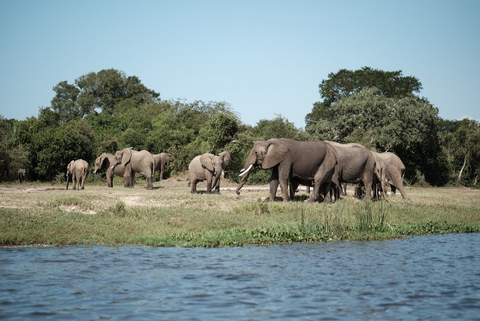 Den afrikanske elefant