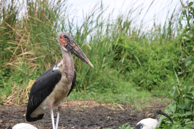 Marabu-stork