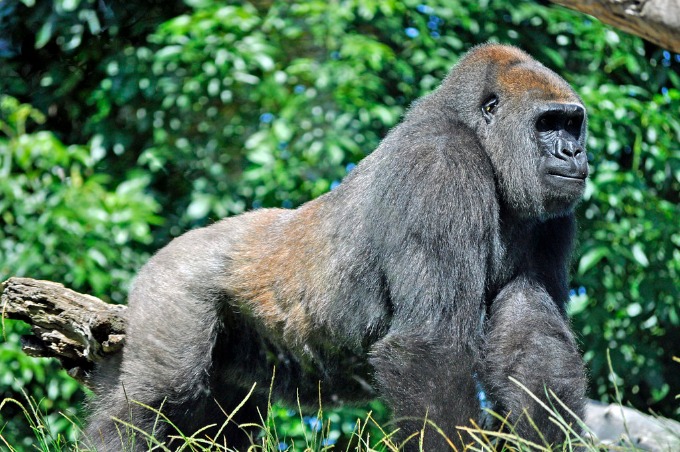 Gorilla