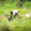 Familien har også får og geder. Dem passer Ardjouma. De skal finde græs og planter at spise. Men de må ikke spise fra markerne. Foto: Cissé Amadou.