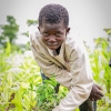 Ardjouma er 12 år. Han arbejder på familiens marker hver dag. Foto: Cissé Amadou.