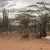 Dyr leder efter føde og vand i det tørre område - foto: Andreas Beck