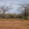 Det tørre landskab i La Guajira i det nordlige Colombia - Foto: Andreas Beck
