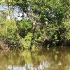 Guayabero er en af Amazonas´ mange bifloder. Her tæt ved byen Macarena - Foto:  Misha Wolsgaard Iversen