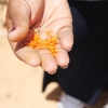  Safran er verdens dyreste krydderi. Det kommer fra safrankrokussen. I Jordan bruger man tit safran i forskellige retter med ris. Foto: Line Agerlin Trolle