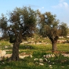 Oliventræer tæt på Amman. Oliventræer kan blive op til 1000 år gamle. Når oliven er modne, plukkes de. De fleste oliven kommer i en saltlage eller laves til olivenolie. Foto: Adeeb Atwan