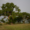 Lidt uden for byen står der flere af de store baobab-træer. Foto: Hans Bach.