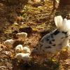 Hønsene passer godt på sine kyllinger. Foto: Line Gørup Trolle