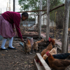 Rachael passer familiens dyr. Hønsene skal have mad og vand. Hun henter også æg. Foto: Victor Wahome.