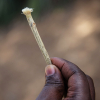 Maximilla bruger en gren fra træet, Esekon, som tandbørste. Den er helt blød og kan skrubbe mellem tænderne. Foto: Hans Bach.