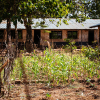 I skolegården er der en skolehave, hvor eleverne dyrker majs. Foto: Hans Bach.