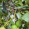 Der vokser mange avocadoer i Guatemala. Foto: Line Trolle.
