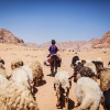 Hamad passer familiens dyr i ørkenen sammen med sin far, onkel og bror. Hamad rider tit på æslet i mange timer, når han driver fårene og gederne rundt. Foto: William Vest-Lillesøe