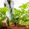 Når Fatoumata luger mellem planterne med bomuld, bruger hun en hakke. Der er ingen maskiner til det hårde arbejde. Foto: William Vest-Lillesøe