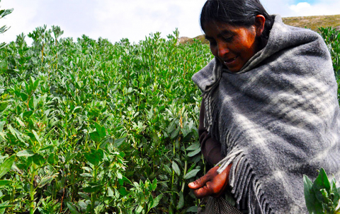 Formode Sjældent Transcend I Bolivia dyrker de koka | Hele Verden i Skole
