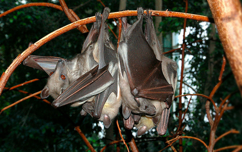 Foto: wikimedia-fruit-bat