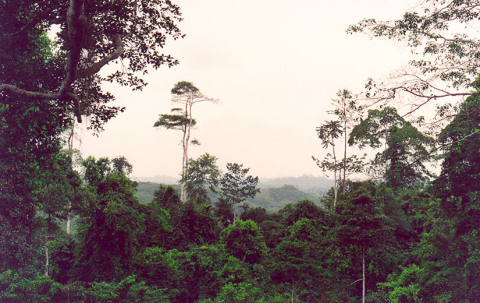 Regnskoven i den sydlige del af landet. Foto: wikipedia commonse