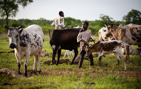 Fulani-hyrder. Foto: Hans Bach