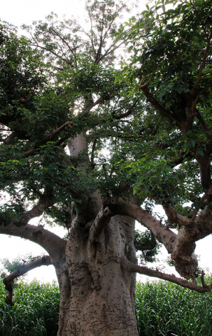 Baobab træ