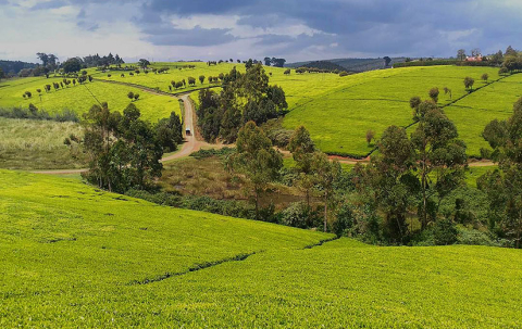 Højslette-Limuru_tea_zone_kenya-wikimedia-commons-825x520px.jpg