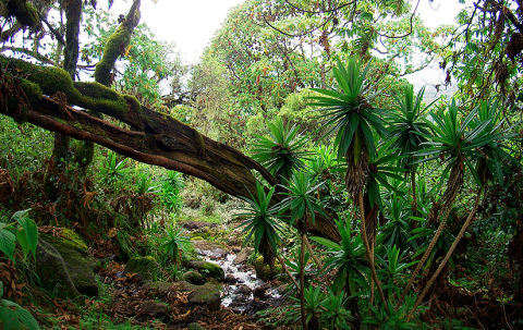 Regnskov-Rain_forest_around_Mt_Kenya_2-wikimedia-commons-825x520px.jpg