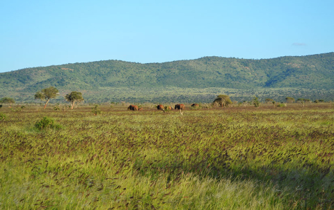 Savanna_towards_the_south-east_from_the_south_of_Taita_Hills_Game_Lodge_within_the_Taita_Hills_Wildlife_Sanctuary_in_Kenya_3-wikimedia-commons.jpg-825x520px.jpg
