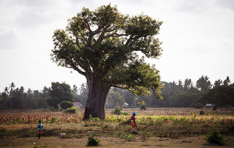 baobab_brian_kilifi_hansbach_oxfam-14-825x520px.jpg