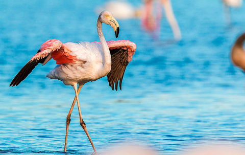 flamingo-2591522_1280-825x520px.jpg