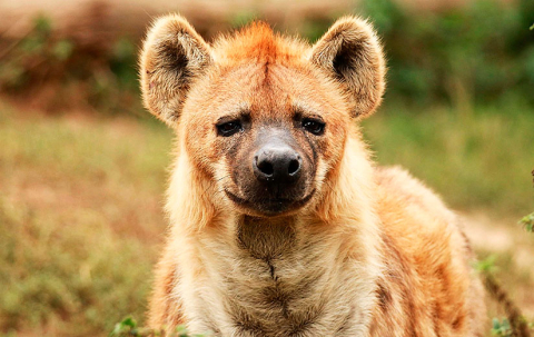 hyena-3681274_1280-825x520px.jpg