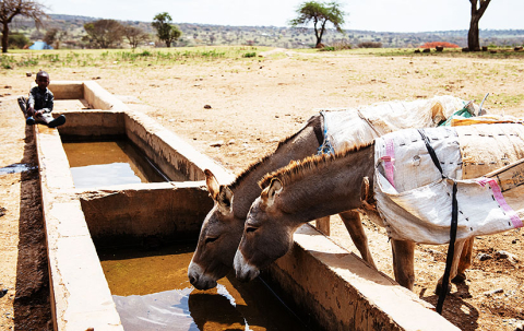 animals drinking