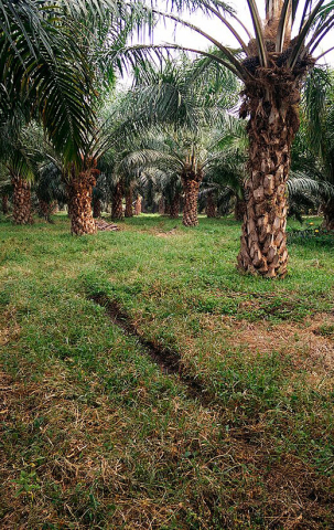 Palmoil_fields_sudha-Ghanta_wikimedia_520x825px.jpg