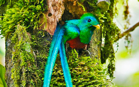 Quetzal_at_Biotopo_del_Quetzal_in_Baja_Verapaz,_Guatemala_825x520px.jpg