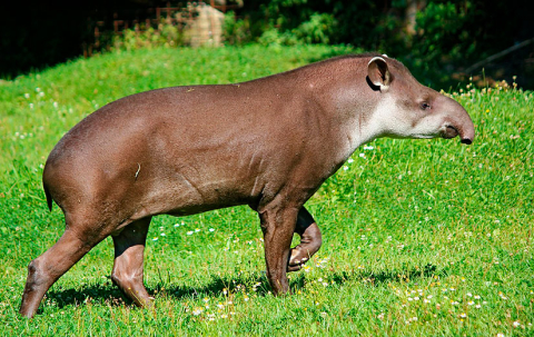 tapir-4155997_1280_825x520px.jpg